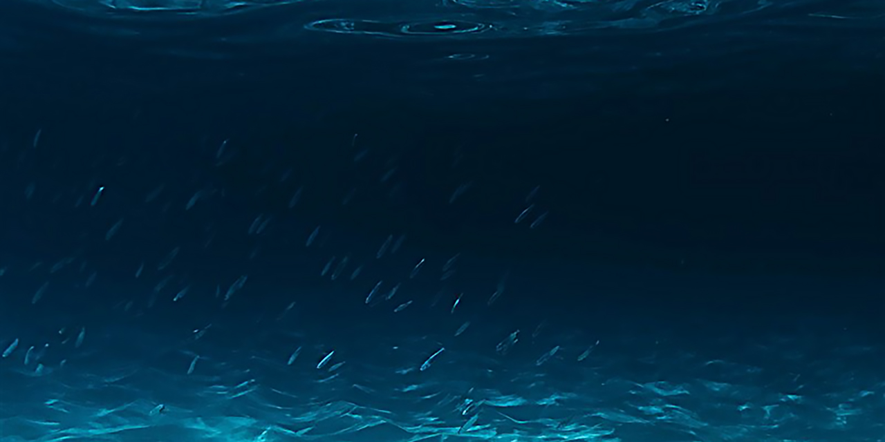 Rockpal | 海中紅黃波長的光線被海水吸收後出現藍色的畫面
